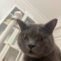 BRİTİSH ERKEK ÖMÜRLÜK YUVA ARANIYOR fotoğraf