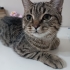 Oyunbaz miniğe ömürlük yuva fotoğraf