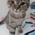 Oyunbaz miniğe ömürlük yuva fotoğraf