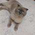 Kedi mi özel sebeblerden dolayı sahiplendirmek istiyorum fotoğraf