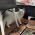 sakin tatlı milaya yuva arıyoruz fotoğraf