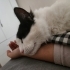 KÖFTE YUVA ARIYOR fotoğraf