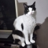 KÖFTE YUVA ARIYOR fotoğraf