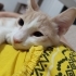 Tarçınımıza kalıcı yuva arıyoruz fotoğraf