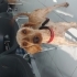 Can Dostu Arayanlara fotoğraf