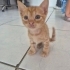 Oyununcu bir bebek fotoğraf