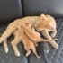 Oyununcu bir bebek fotoğraf