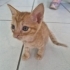 Oyununcu bir bebek fotoğraf