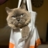British shorthair bluepoint kısır kedimize yuva arıyoru fotoğraf