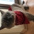British shorthair bluepoint kısır kedimize yuva arıyoru fotoğraf