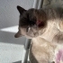 British shorthair bluepoint kısır kedimize yuva arıyoru fotoğraf