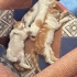 3 erkek 1 dişi 11.06.2026 doğumlular fotoğraf