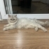 Sokağa atılmış cins kedi fotoğraf