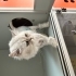 Sokağa atılmış cins kedi fotoğraf