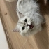 Sokağa atılmış cins kedi fotoğraf