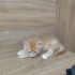 Sevimli, yumuşak tüylü kedi fotoğraf