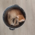 Sevimli, yumuşak tüylü kedi fotoğraf