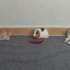 Sevimli, yumuşak tüylü kedi fotoğraf