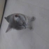Lilith Yeni Evini ve Sahiplerini Bekliyor fotoğraf