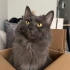 4 Yaşında, Kısır, Erkek Nebelung fotoğraf