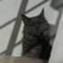 4 Yaşında, Kısır, Erkek Nebelung fotoğraf