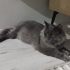 4 Yaşında, Kısır, Erkek Nebelung fotoğraf