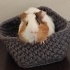 Ginepig Erkek Sevimli fotoğraf
