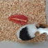 Ginepig Erkek Sevimli fotoğraf