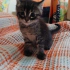 MİNİCİK YALNIZ BİR KALP BURSA fotoğraf