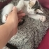 3 Kardeş ayrı ayrı veya beraber yuva arıyor, ücretsiz sahiplendirme fotoğraf