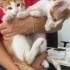 3 Kardeş ayrı ayrı veya beraber yuva arıyor, ücretsiz sahiplendirme fotoğraf