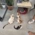 3 Kardeş ayrı ayrı veya beraber yuva arıyor, ücretsiz sahiplendirme fotoğraf