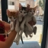 3 Kardeş ayrı ayrı veya beraber yuva arıyor, ücretsiz sahiplendirme fotoğraf