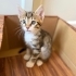 Sokak bilmeyen,  annesiyle buyuyen 3 melek fotoğraf