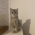 Gri British Erkek fotoğraf