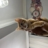 BİRBİRİNDEN TATLI BEBEKLER SICAK YUVA ARIYOR! fotoğraf