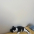 Sevdiren, oyuncu, ilgi sever miniğe yuva arıyoruz fotoğraf
