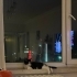 Sevdiren, oyuncu, ilgi sever miniğe yuva arıyoruz fotoğraf