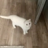 Prensesimiz sahiplenecek birini arıyoruz fotoğraf