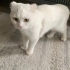 Prensesimiz sahiplenecek birini arıyoruz fotoğraf
