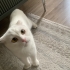 Prensesimiz sahiplenecek birini arıyoruz fotoğraf