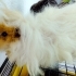 2 guinea pig ücretsiz sahiplendirme fotoğraf