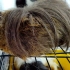 2 guinea pig ücretsiz sahiplendirme fotoğraf