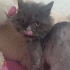 BRİTİSH LONGHAİR ERKEK ÜCRETSİZ SAHİPLENDİRME MERSİN fotoğraf