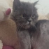 BRİTİSH LONGHAİR ERKEK ÜCRETSİZ SAHİPLENDİRME MERSİN fotoğraf