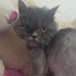 BRİTİSH LONGHAİR ERKEK ÜCRETSİZ SAHİPLENDİRME MERSİN fotoğraf