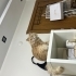 Lion Yeni yuvasını arıyor 🤍 fotoğraf