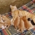 5 sarman yavru ömürlük yuvalarını arıyor 🐾 fotoğraf