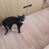 SMOKİN KEDİ ANGEL fotoğraf