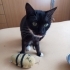 SMOKİN KEDİ ANGEL fotoğraf